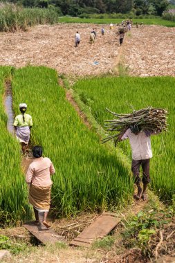 Chikkavoddaragudi, Karnataka, Hindistan - 1 Kasım 2013: Erkek ve kadın ile yeşil yürüyüş çeltik pirinç. Adam hasat paket şeker kamışı saplarını başları üzerinde taşır. Kadınlar daha fazlası için geri yürümek.
