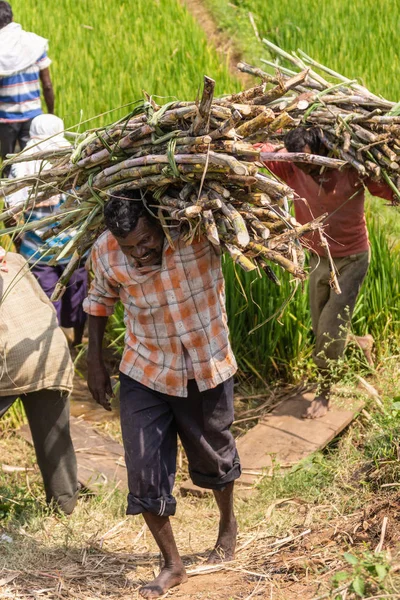 Chikkavoddaragudi Karnataka India November 2013 Twee Mannen Lopen Door Groene — Stockfoto