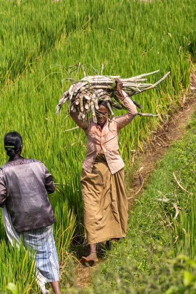 Chikkavoddaragudi Karnataka Intia Marraskuuta 2013 Nainen Kävelee Vihreää Riisipeltoa Pitkin — kuvapankkivalokuva