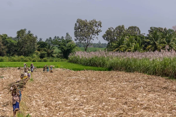 Chikkavoddaragudi Karnataka India November 2013 Wide Shot Sugar Cane Harvest — Stock Photo, Image