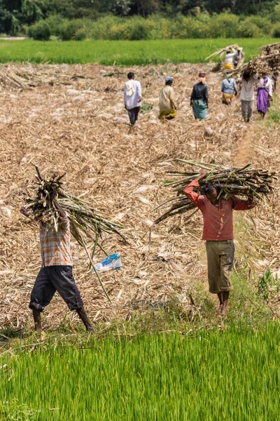 Chikkavoddaragudi Karnataka Hindistan Kasım 2013 Kuru Kahverengi Sahada Yürüyen Kadın — Stok fotoğraf