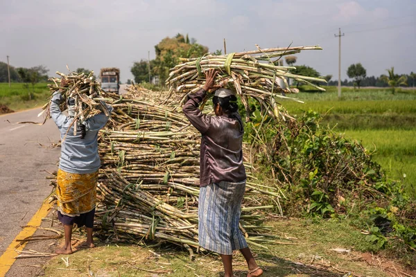 Chikkavoddaragudi Karnataka India November 2013 Two Women Carry Harvested Bundle — Stock Photo, Image
