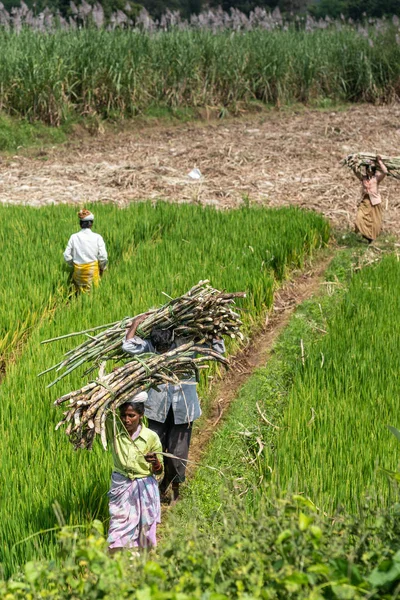 Chikkavoddaragudi Karnataka Hindistan Kasım 2013 Şeker Kamışı Saplarını Başlarına Hasat — Stok fotoğraf