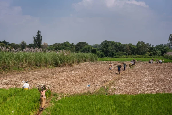 Chikkavoddaragudi Karnataka Hindistan Kasım 2013 Şeker Kamışı Hasat Sahne Sapları — Stok fotoğraf