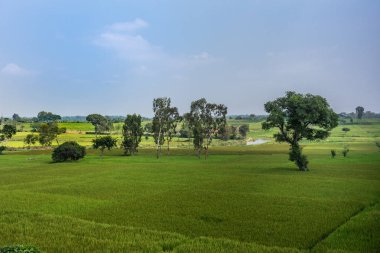 Katte Malalawadi, Karnataka, Hindistan - 1 Kasım 2013: Yoğun yeşil pirinç paddies geniş bucaksız manzara. Yalnız koyu yeşil ağaçlar ve dolambaçlı kanal beyaz bulutlar ile mavi gökyüzü altında.