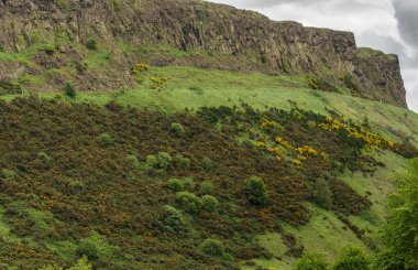 Edinburgh, İskoçya, İngiltere - 12 Haziran 2012: Yeşil ve kahverengi Salisbury Crags İskoç Parlamentosu karşısında bir park ve doğa rezerv olduğunu. Sarı çiçek.
