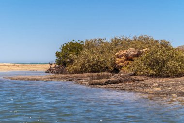 Exmouth, Batı Avustralya - 27 Kasım 2009: kum Hint Okyanusu'ndan tarafından mavi creek su. Mavi gökyüzünün altında mavi gri su kökleri ile yeşil ağaçlar.