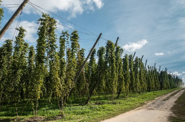 Proven, Flanders, Belgium - September 15, 2018: View along brownish rural road on side of large green hops field with suspension lines and poles visible under blue sky.