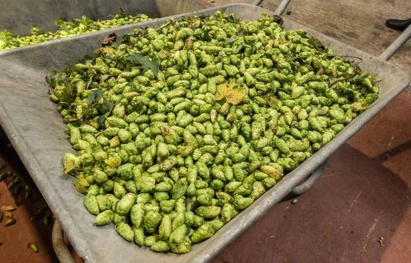 Bewezen Vlaanderen België September 2018 Close Van Grijze Kruiwagen Vol — Stockfoto