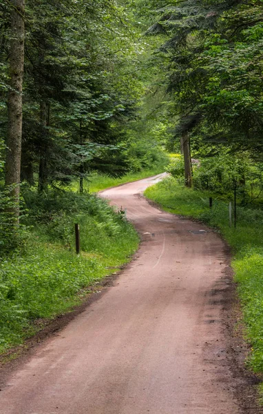 Holm Drumlanrig Scotland Juni 2012 Brauner Feldweg Durch Grünen Wald — Stockfoto