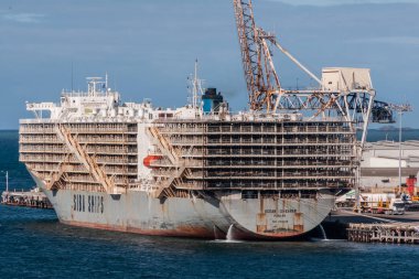 Fremantle, Avustralya - 25 Kasım. 2009: büyük uzun boylu Siba gemi olarak adlandırılan okyanus Shearer yük taşıma yaşayan koyun Müslüman ülkelere mavi gökyüzü ve mavi okyanus su üzerinde yüzen altında limanında demirledi. Vinç ve liman ekipmanları arkada.