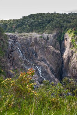 Kuranda, Queensland, Avustralya - 4 Aralık 2009: portre. Barron, katmanlı çağlayan beyaz su yeşil doğada kahverengi rock uçuruma düşüyor. Yeşil bitki örtüsü ön.