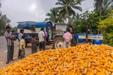 Angadihalli, Karnataka, Hindistan - 2 Kasım 2013: Mavi harman makinesi traktör turuncu Mısır koçanı yığını geldi. İnsanlar sokakta bakıyor.