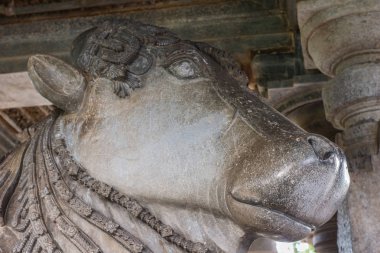 Halebidu, Karnataka, Hindistan - 2 Kasım 2013: Hoysaleşvara Tapınağı, Shiva. Güney tapınak boğa Nandi Başkanı closeup karşı karşıya ana sığınak. Taş çatı altında.