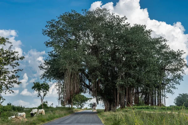 白い雲と青い空を背景に農村の道路上にぶら下がっている大きな緑バンヤンの木の Belavadi カルナタカ インド 2013 全体像 道路肩に白い牛のグループ — ストック写真
