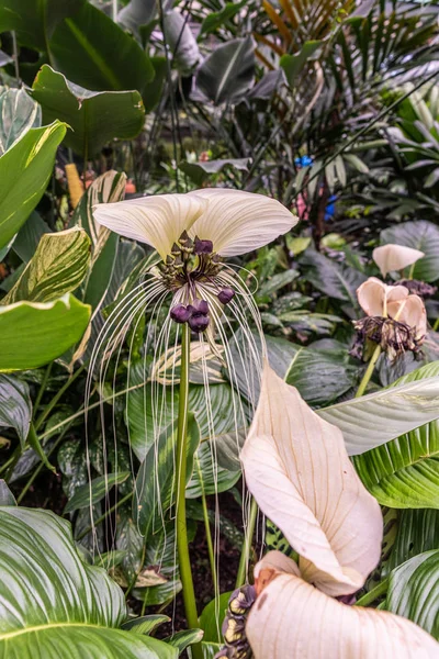 Fledermaus pflanzt tropische Blume im botanischen Garten von Cairns, austral — Stockfoto