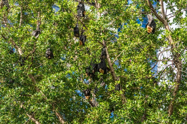Vliegende vossen in boom op de hoek van Abbott en Aplin straten. Cair — Stockfoto
