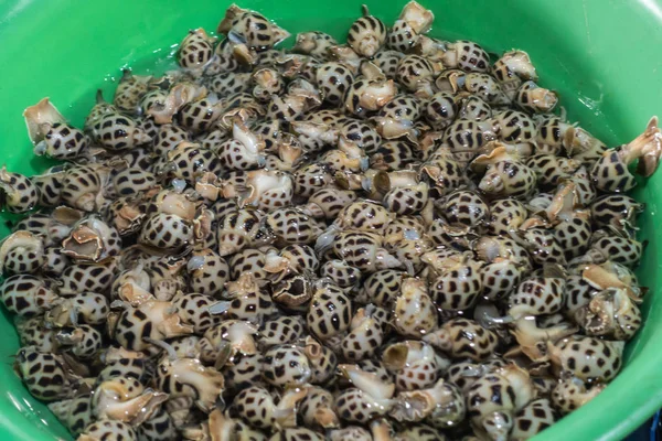 Basin with sea snails at Phsar Leu Market, Sihanoukville Cambodi — Stock Photo, Image