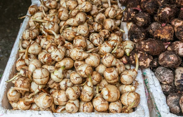 Bombillas de plantas en el mercado de Tai Po, Hong Kong China . — Foto de Stock