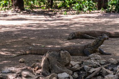 Komodo Milli Parkı'nda vahşi iki Komodo Dragons, Indonesi