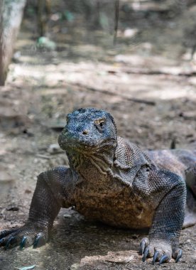 Komodo Dragon frontal closeup Komodo de vahşi alarmda 