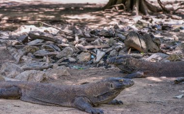 Komodo Milli Parkı'nda vahşi iki Komodo Dragons alarmda,