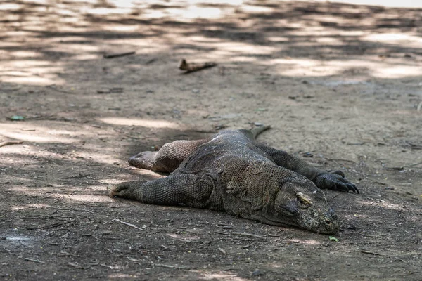 Großer dicker Komodo-Drache in freier Wildbahn im Komodo-Nationalpark, Indonesien — Stockfoto