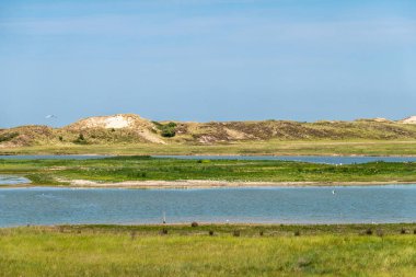 Tuzlu su dere ve zwin Kuş Sığınağı, Knokke-Heist, Fl kumulları