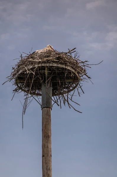 Ooievaar op nest in Zwin Bird Refuge, Knokke-Heist, Vlaanderen, Belgi — Stockfoto