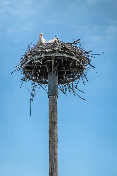 Két gólya a fészekben Zwin Bird Refuge, Knokke-Heist, Flandria, — Stock Fotó