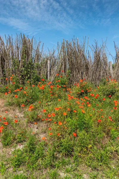 Düne mit roten Mohnblumen in zwin Vogelschutzgebiet, knokke-heist, flander — Stockfoto