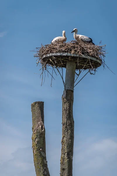 Két gólya, fészekben a Zwin Bird menedék, Knokke-Heist, Flan — Stock Fotó