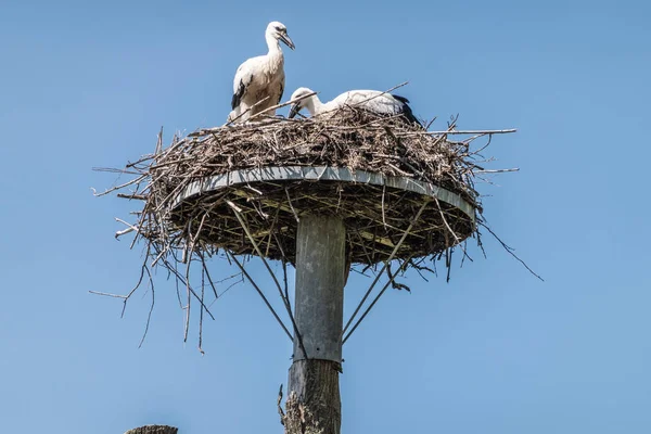 Twee ooievaars kuikens in nest in Zwin Bird Refuge, Knokke-Heist, flan — Stockfoto