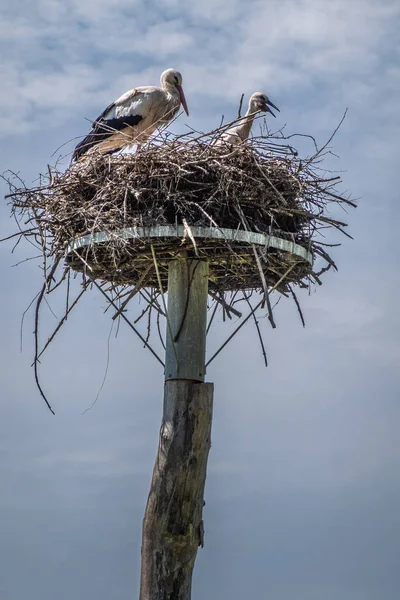 Volwassene en een chick Stork in nest in het Zwin Bird Refuge, Knokke-he — Stockfoto