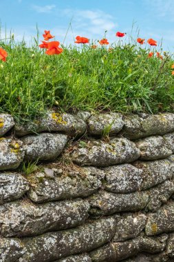 Flanders Fields Poppies darbe, Diksmuide, Flanders, Belçika