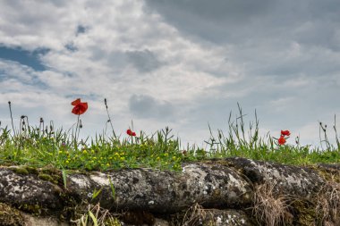 Flanders Fields Poppies darbe, Diksmuide, Flanders, Belçika