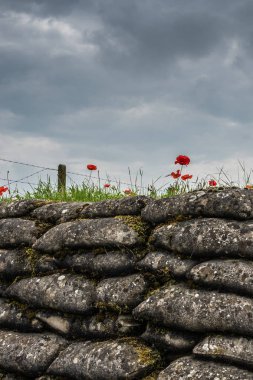 Flanders Fields Poppies darbe, Diksmuide, Flanders, Belçika