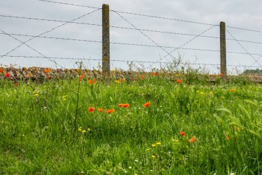 Flanders Fields Poppies darbe, Diksmuide, Flanders, Belçika