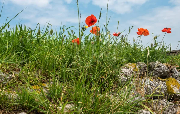Flanders Fields Poppies darbe, Diksmuide, Flanders, Belçika
