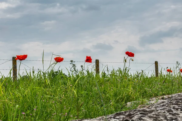 Em Flandres Campos as papoulas sopram, Diksmuide, Flandres, Belgiu — Fotografia de Stock