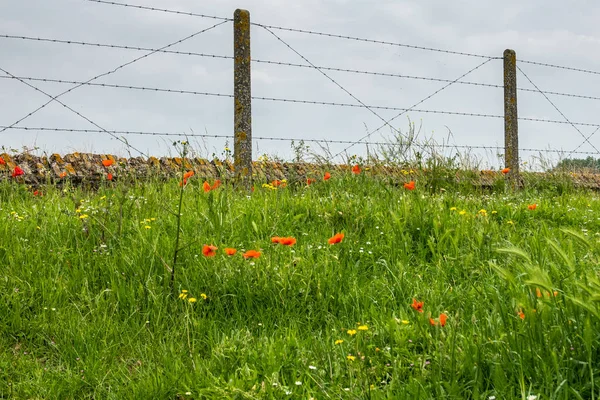 In flanders fields bläst der Mohn, diksmuide, flanders, belgiu — Stockfoto