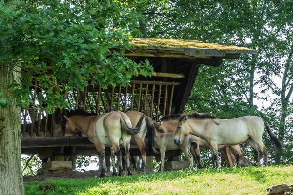 ベルギー、ハン・シュルレスの動物公園でモンゴルの馬. — ストック写真