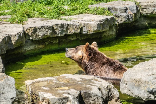 Ours brun dans la piscine du parc animalier de Han-sur-lesse, Belgique . — Photo