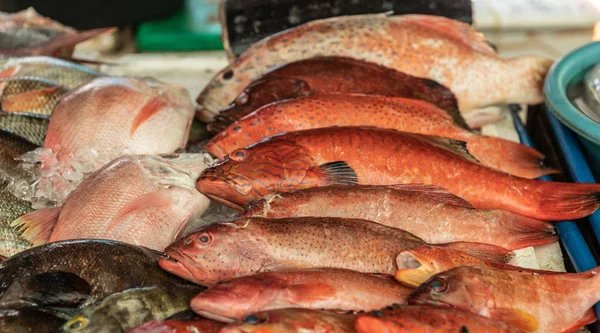 Seleção de peixes vermelhos no Endeqal Seafood, Balabag, Boracay, Ph — Fotografia de Stock