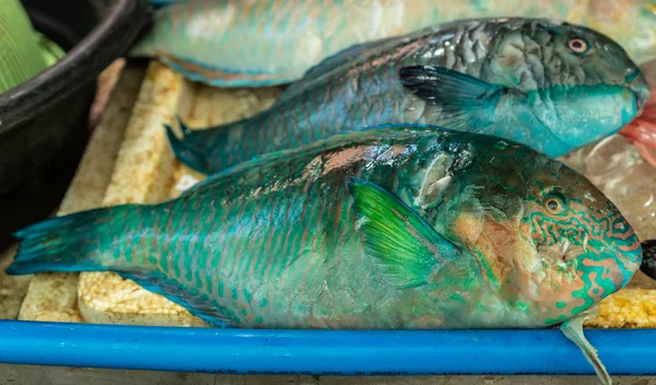 Selectie van groene vissen bij Endeqal Seafood, Balabag, Boracay, — Stockfoto