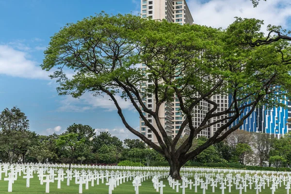 Field of tombstones and tree at American Cemetery and Memorial, — Stock Photo, Image