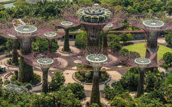 Aves vista de cerca de Supertree Grove en Singapur . — Foto de Stock