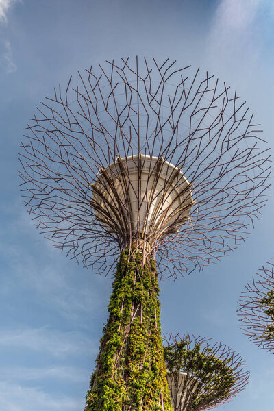 Young Supertree in Golden Garden at Gardens by the Bay, Singapor