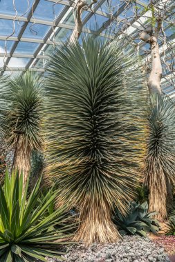 Pricky long leaf desert plant in Flower Dome, Singapore.