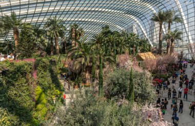 Palm trees and other plants in Flower Dome, Singapore.